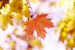 red leaves, shallow focus
