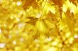 yellow leaves, shallow focus