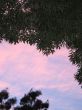 leaves of a tree against pink sky