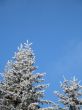 frosted conifer against blue sky