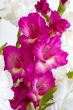 Purple gladiolus