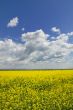Yellow Meadow Flowers