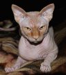 Sphinx