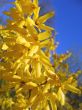 blooming forsythia