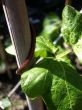 Runner Bean Plant Leaf
