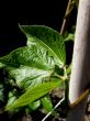 Runner Bean Plant Leaf