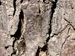 Tree Bark