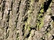 Tree Bark