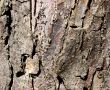 Tree Bark