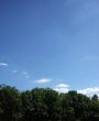 Trees And Sky