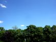 Trees And Sky