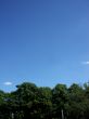 Trees And Sky