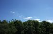 Trees And Sky