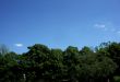 Trees And Sky