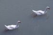 Two geese in the river