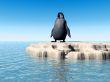 Little Lost Penguin