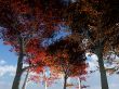 Trees From Below