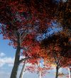 Trees From Below