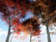 Trees From Below