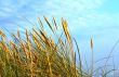 sunlit rushes moved by wind