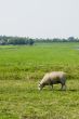 sheep in meadows