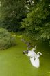 Swan family
