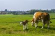 Cow with calve