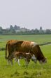 Cow with calve