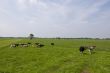 Koeien in Hollands landschap