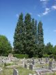 Graves