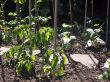 Runner Bean Plants