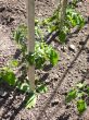 Runner Bean Plants