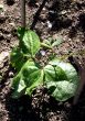 Runner Bean Plants