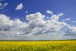 Yellow Meadow Flowers