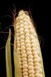 Raw corn closeup