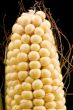 Raw corn on black