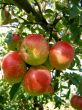 Apples