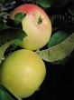 Apples