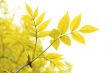 Yellows