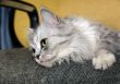 Cat on a chair