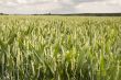 Wheat field