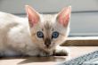 Kitten