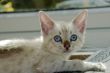 Kitten