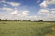 Wheat field