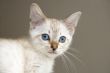 Kitten