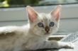 Kitten