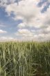 Wheat field