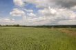 Wheat field