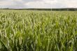 Wheat field