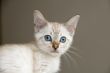 Kitten